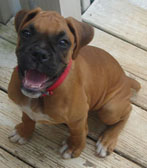 Roxy