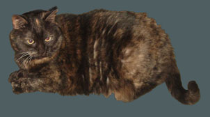 Fern