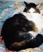 Sheba