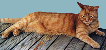 Taz