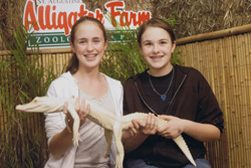 White Alligator